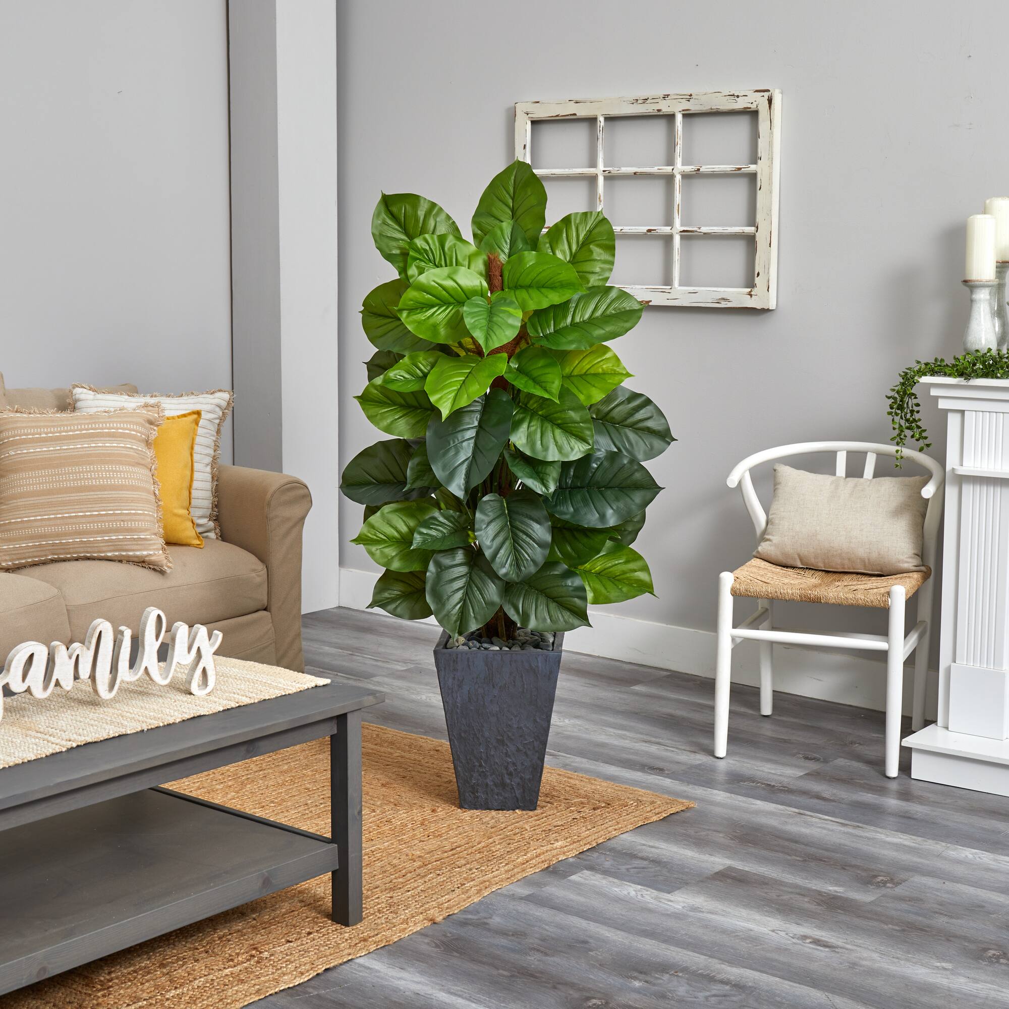5ft. Large Leaf Philodendron Plant in Slate Planter